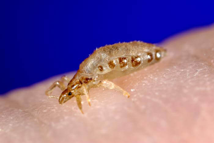 Genome sequence may lead to better methods to target lice