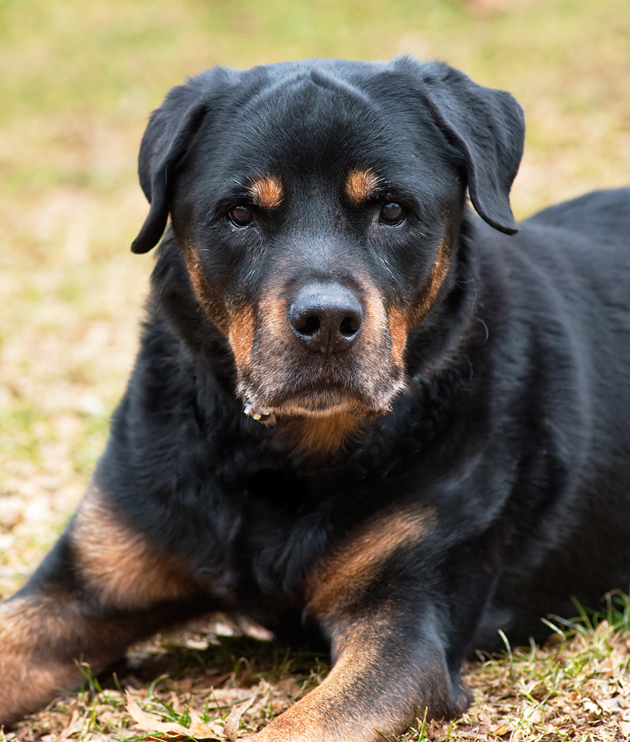 what is the longest living rottweiler?