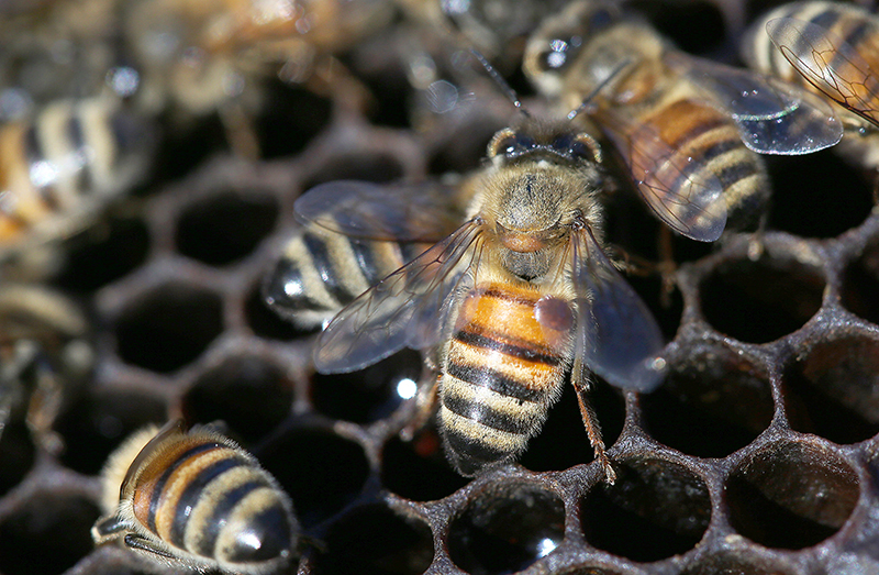Andino bees