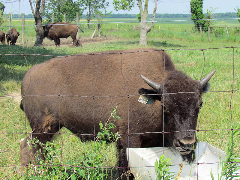 engleking bison