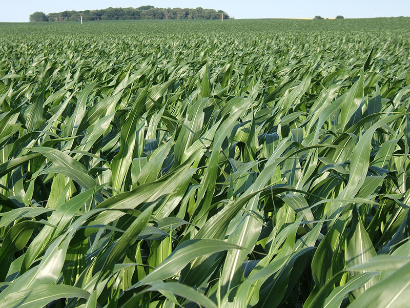 crops field