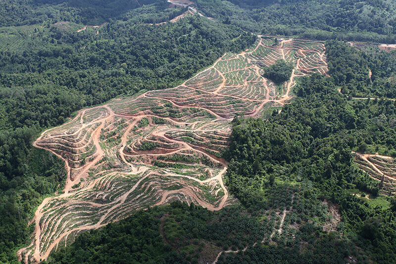 Malaysia deforestation