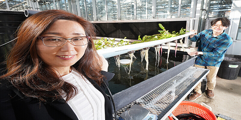Risk of E. coli in hydroponic and aquaponic systems may be greater than once thought - Purdue News Service